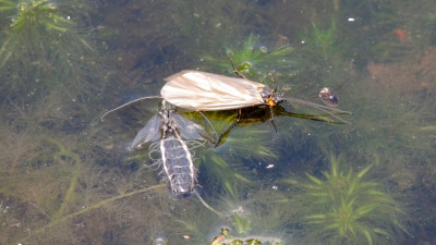 Oligotricha striata