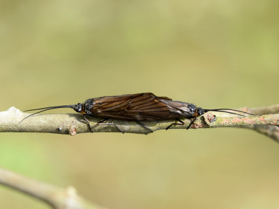 Oligotricha striata