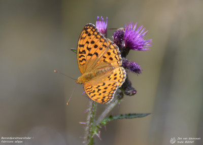 Bosrandparelmoervlinder - Fabriciana adippe - Epinel - Italië