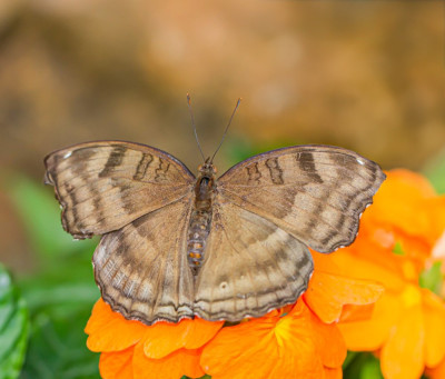 ADH_7287  Junonia iphita  Butterflying Around the World.jpg