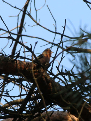 Canon EOS 70D 5472x3648_369782-2 Vink.jpg