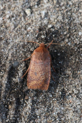 Canon EOS 70D 5472x3648_368036-2 Bosbesuil (Conistra vaccinii).jpg