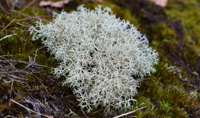 sized_Rendiermos Gerheserheide 03.04.2018.JPG