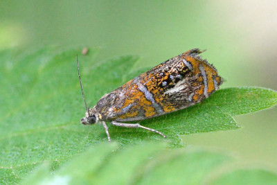 Geisha - Olethreutes arcuella