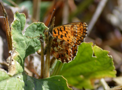 Paarse parelmoervlinder - Boloria dia - Saint Romain - Zwitserland