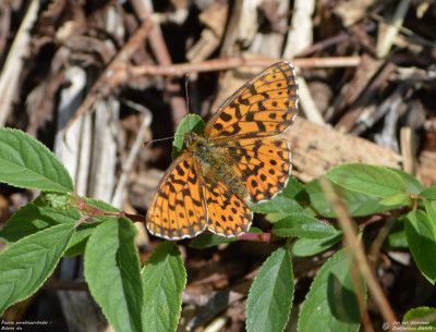 Paarse parelmoervlinder - Boloria dia - Saint Romain - Zwitserland