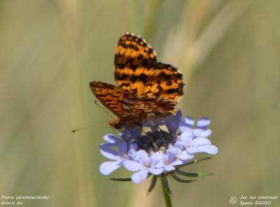 Paarse parelmoervlinder - Boloria dia - Rio Isábena - Spanje