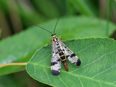 Gewone schorpioenvlieg ♀