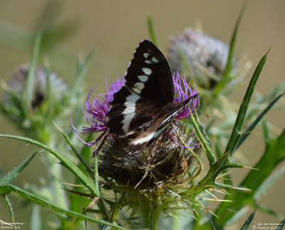 Witbandzandoog - Brintesia circe - Boutx - Frankrijk