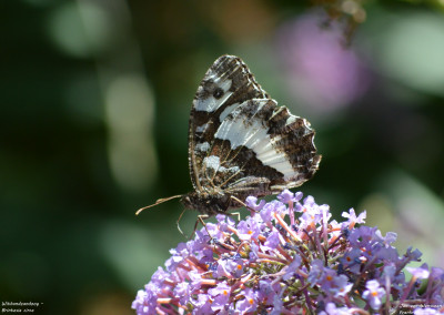 Witbandzandoog - Brintesia circe - Boutx - Frankrijk