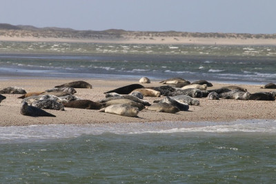 IMG_4198-2 Gewone zeehond.jpg