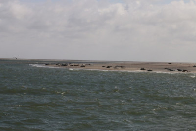 IMG_4063-2 Zeehonden.jpg