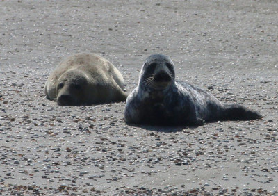 IMG_4154-2 Gewone zeehond.jpg