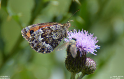 Marmererebia - Erebia montana - Barthélemy - Italië