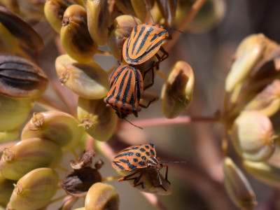 2016.05.11-(11.27)-Goveners.Beach-Graphosoma semipunctatum.03-8x6.jpg