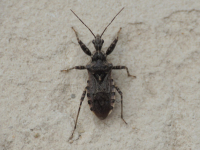 Coranus griseus