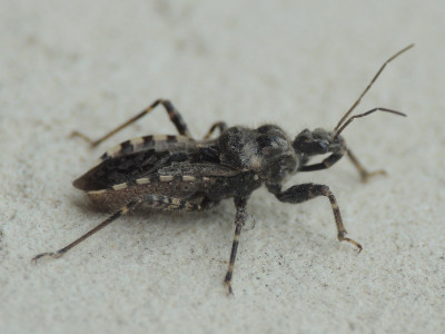 Coranus griseus