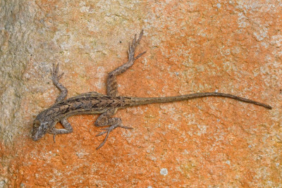 Anolis