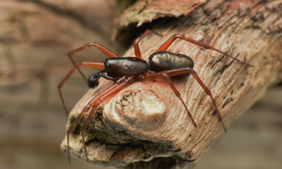 Kruidhangmatspin Neriene clathrata.jpg