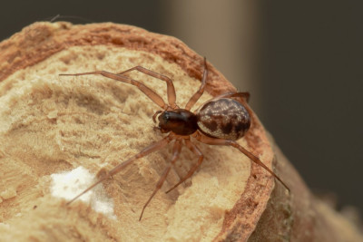 kruidhangmat spin.jpg