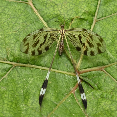 Nemoptera coa 14.jpg