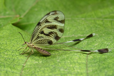 Nemoptera coa5.jpg