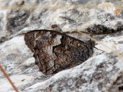 2015.05.29-(09.41)-Sotira-Hipparchia cypriensis-8x6.jpg