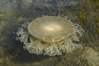 cassiopea andromeda .jpg
