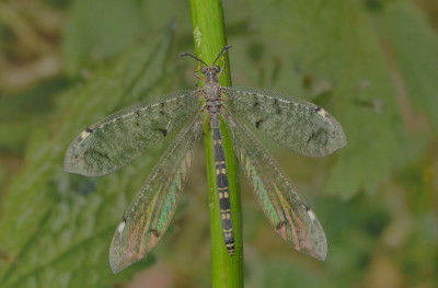 distoleon tetragrammicus (2).jpg