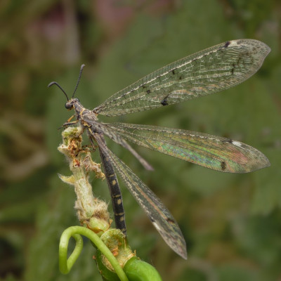 distoleon tetragrammicus 1.jpg