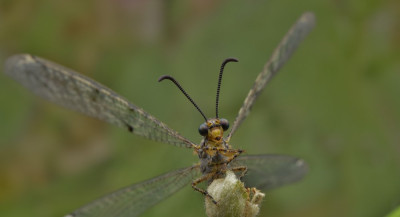 distoleon tetragrammicus 3.jpg