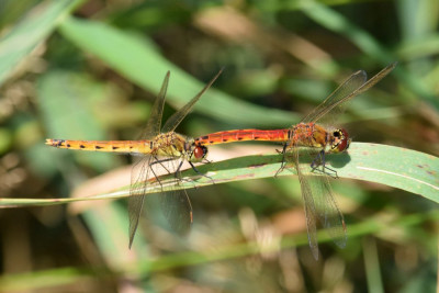 Kempense heidelibel ♂♀