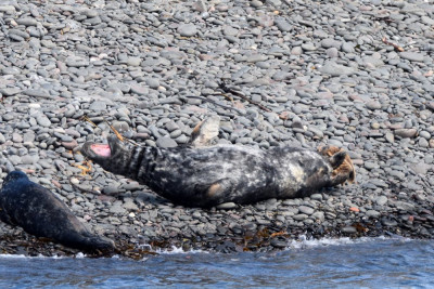Grijze zeehond