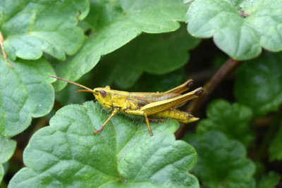 Gouden sprinkhaan ♂