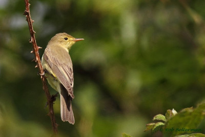 Spotvogel-9001.JPG