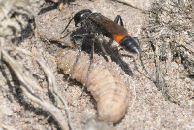 Grote rupsendoder