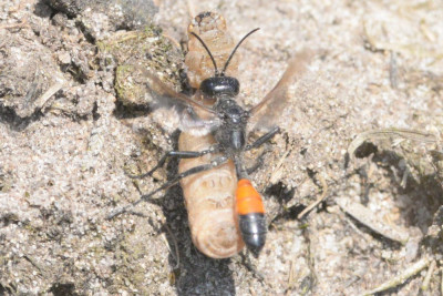 Grote rupsendoder
