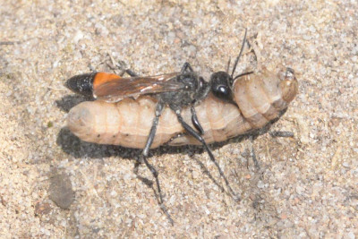 Grote rupsendoder