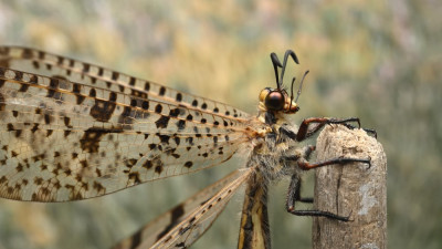 Palpares libelluloides.jpg