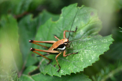 Eupholidoptera magnifica