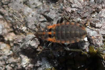 Apterola kuenckeli