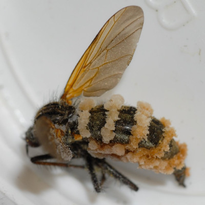 entomophthora muscea 2 .JPG