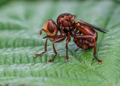 IMGL8812  Insecten,  Entomology.jpg