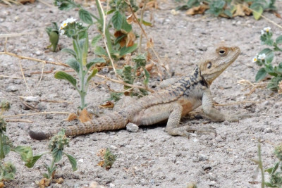 Cyprus-rotsagama