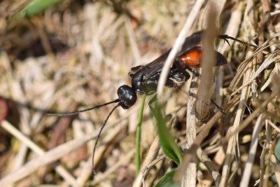 Grote zaagpootspinnendoder