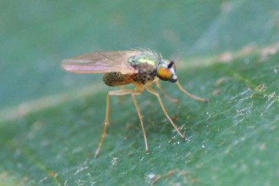 Chrysotimus molliculus