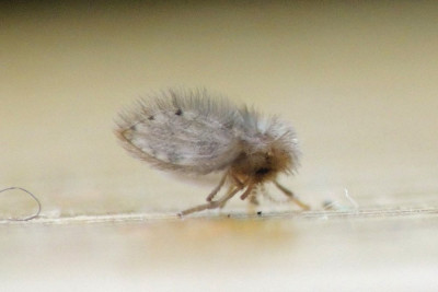 Psychoda alternata