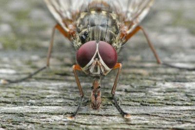 Phaonia valida
