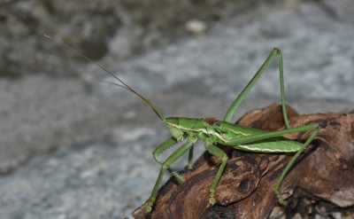 DSC_7463.JPG
