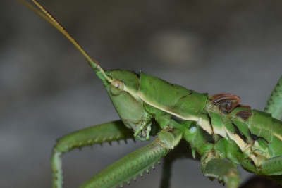 DSC_7468.JPG